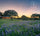 Field of Texas bluebonnet flowers with sunset and trees in the background, featuring Russey's Natural Apothecary LLC logo.